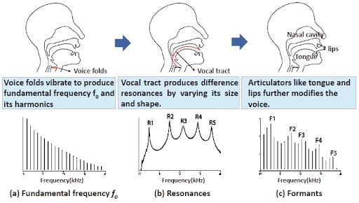 The folds and tract of human air canal produce different sounds and frequencies which can be detected