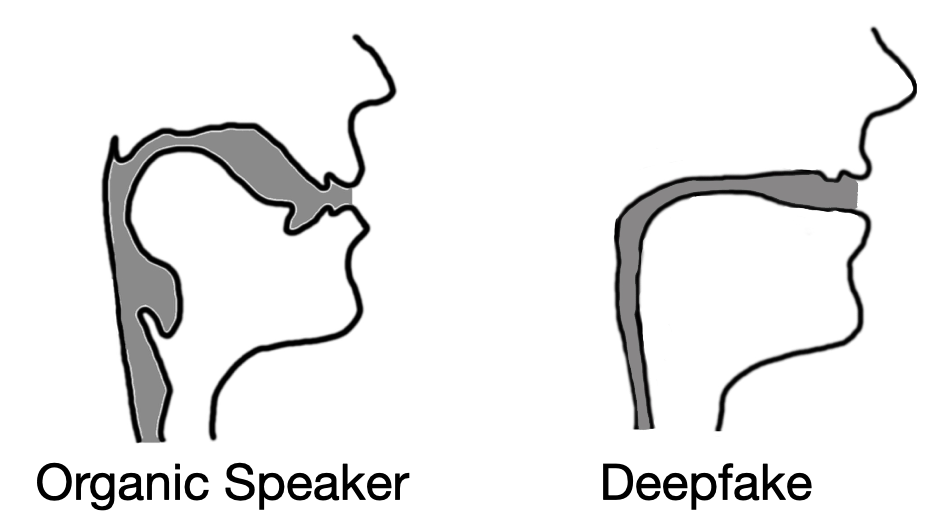 Comparison of a human vocal tract to its copy recreated from the artificial speech samples