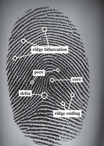 Fingerprint minutia