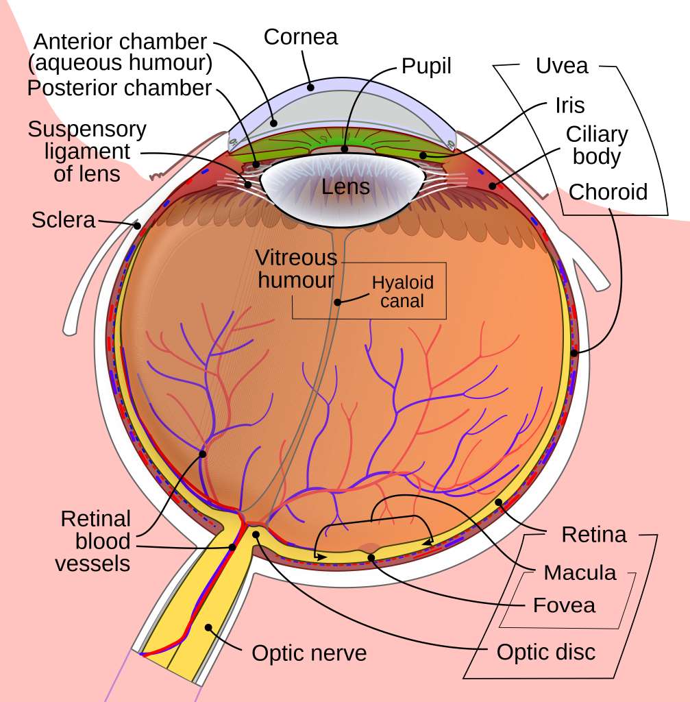 lateral image of human eye anatomy with fovea location in the macula