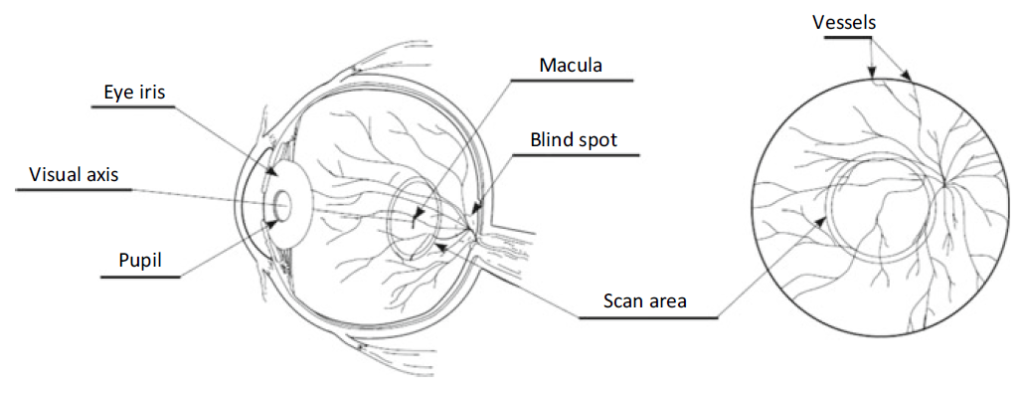 The scan area for acquiring a retinal image for anti-spoofing and liveness detection purposes