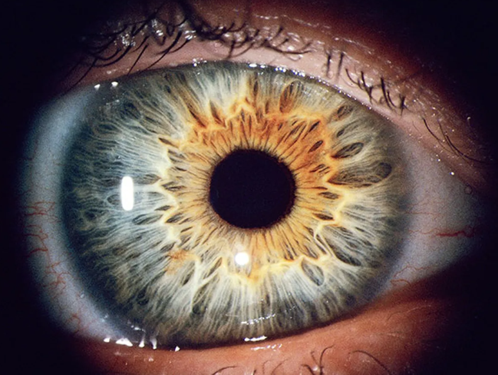 Patterns of a human iris are estimated to outperform fingerprints in terms of accuracy