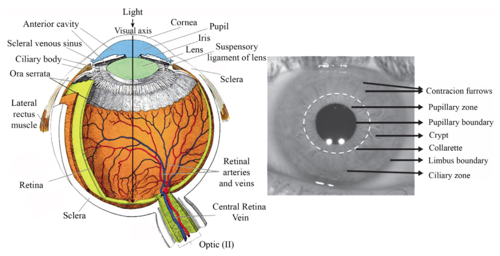 Internal and external iris anatomy used for iris recognition and anti-spoofing