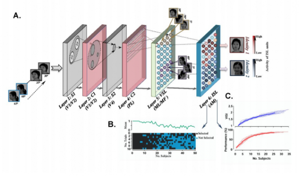A neural network used in face recognition and antispoofing