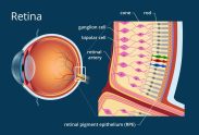 Retina is responsible for converting light rays into signals brain-interpretable prev