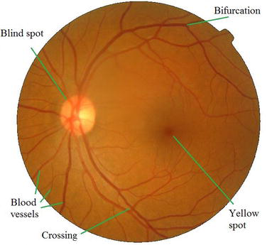 Blood vessel patterns on the retina are used to in retinal recognition for anti-spoofing