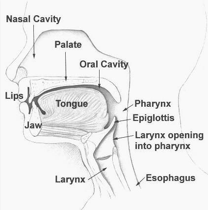 Components of a human's mouth and nasal cavity which influence sound